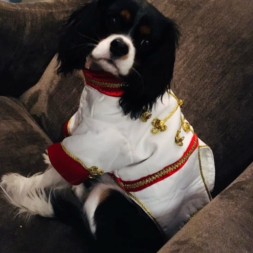 👑Prince Charming Costume for Puppy Dog Size Small👑